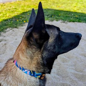 Collier pour chien lagon - s