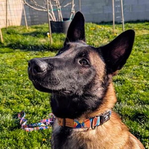 Collier pour chien lagon - l