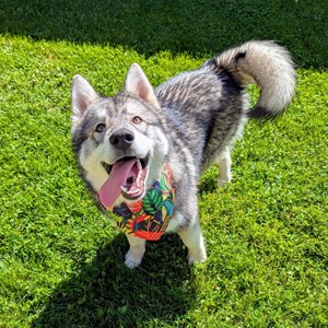 Collier-bandana pour chien tropical - s