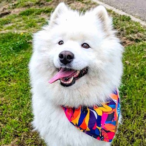 Collier-bandana pour chien panache - l