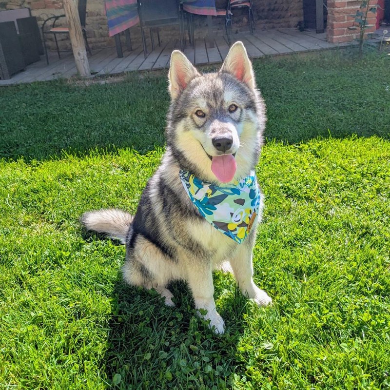 Collier-bandana pour chien récif - s
