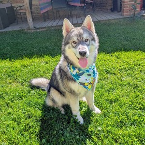 Collier-bandana pour chien récif - m