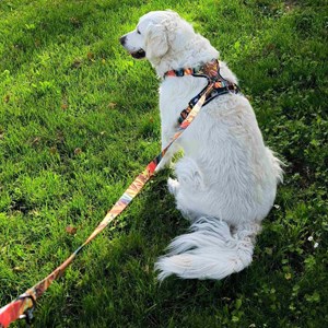 Laisse pour chien tropical - l