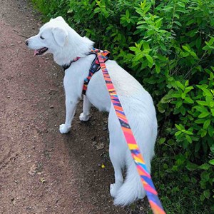 Laisse pour chien panache - l