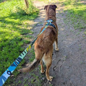 Laisse pour chien récif - m