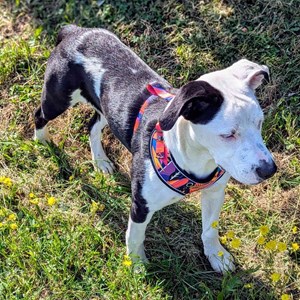 Harnais pour chien panache - xl