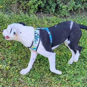 Harnais pour chien récif - m