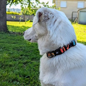 Collier pour chien tropical - m
