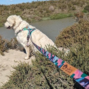 Laisse pour chien cactus - l
