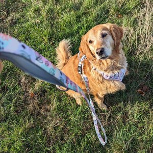 Laisse pour chien pastel - l