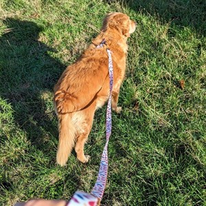 Laisse pour chien pétales - l