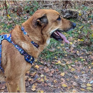 Collier pour chien deep agua - l