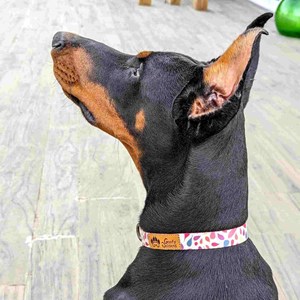 Collier pour chien pétales - l