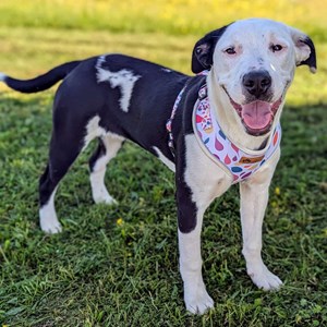 Harnais pour chien pétales - s