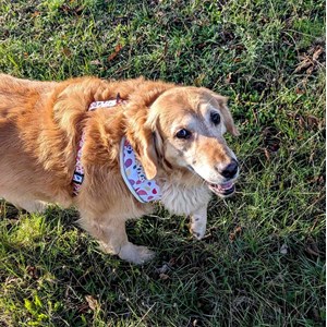 Harnais pour chien pétales - m