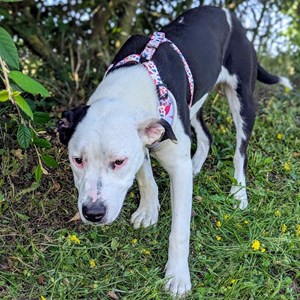 Harnais pour chien pétales - l