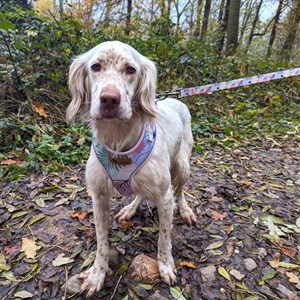 Harnais pour chien pastel - m