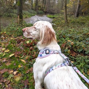 Harnais pour chien pastel - xl