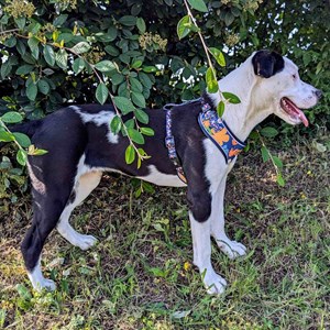 Harnais pour chien deep agua - s