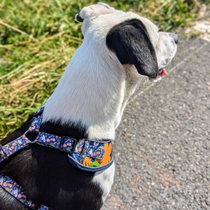 Harnais pour chien deep agua - m