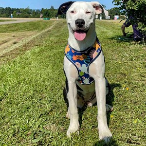 Harnais pour chien deep agua - l