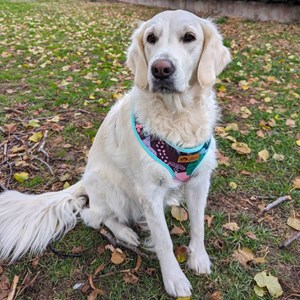 Harnais pour chien cactus - xl