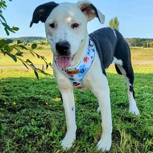 Harnais pour chien printemps - xl