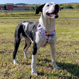 Harnais pour chien printemps - xl