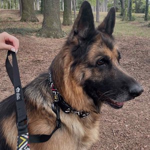 Laisse de ville pour chien aztèque