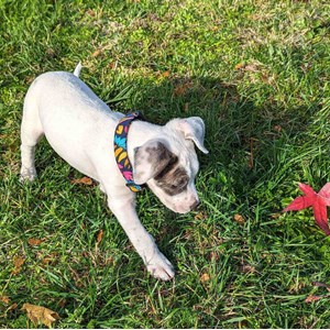 Collier tissu pour chien envoûtant - l