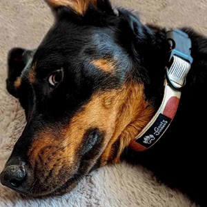 Collier tissu pour chien automne - l