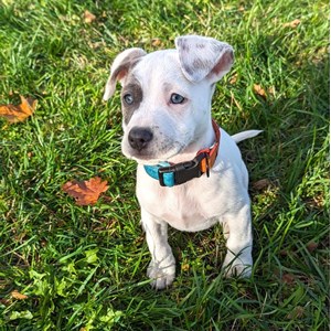 Collier tissu pour chien summer - s