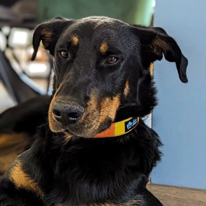 Collier tissu pour chien summer - s