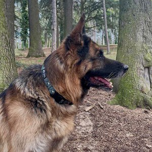 Collier tissu pour chien paon - s