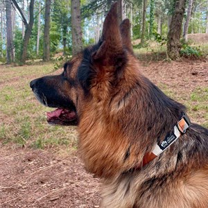 Collier tissu pour chien nature - s