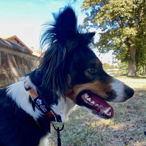 Collier tissu pour chien nature - m