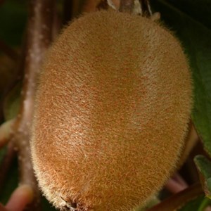 Godet - kiwi chinensis solo (autofertile)