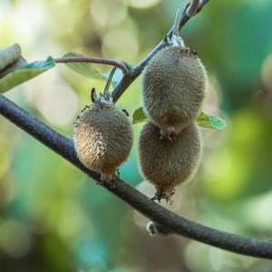 Godet - kiwi chinensis solo (autofertile)