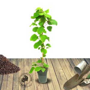 Godet - kiwi chinensis solo (autofertile)