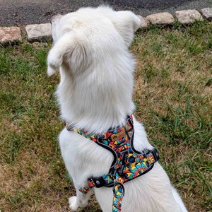 Harnais pour chien confort mandala - m