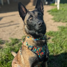 Harnais pour chien confort mandala - l