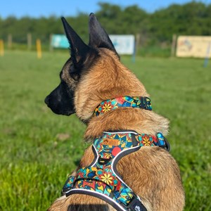 Harnais  chien confort mandala - xl