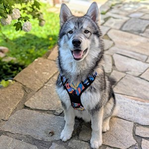 Harnais pour chien confort lagon - s