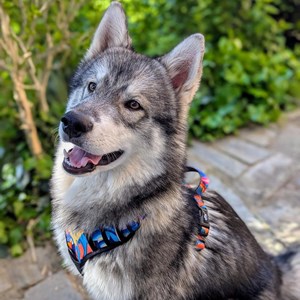 Harnais pour chien confort lagon - l