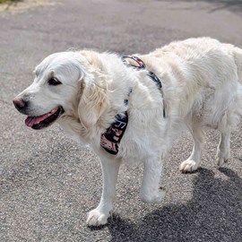 Harnais pour chien confort savane - l