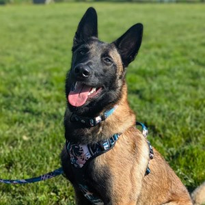 Harnais  chien confort savane - xl