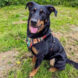 Harnais pour chien confort tropical - s