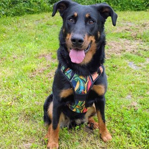 Harnais pour chien confort tropical - m