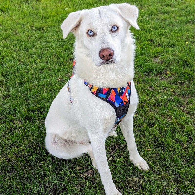 Goofy Goldens - Harnais pour chien confort panache - m
