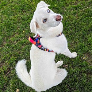 Harnais pour chien confort panache - m